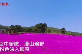 句容400亩芝樱绽放，如锦似霞美不胜收图片