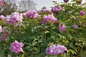 视频｜你看你看！国色天香牡丹露笑颜视频封面