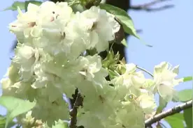 西湖边稀有绿樱盛开，珍贵堪比花界“大熊猫”视频封面