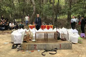 南宁郊区树林频现鸟类惨叫？竟是“爱鸟人士”在做这事图片