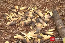 1根1万元？游客进村私挖竹笋遭索赔 当地回应：挖了1000多斤 赔偿1500元图片