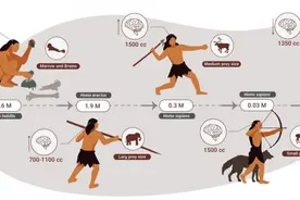 研究：人类曾在约200万年的时间里一直是顶级掠食者图片