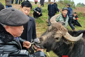 传承200多年 四川剑阁“骡马会”由传统牲畜交易变农耕文化展示图片
