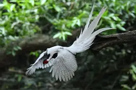归隐山林间，自当林中仙——谈白鹇图片
