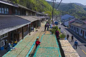 浙江宁波：春笋破土 村民忙晒笋干图片