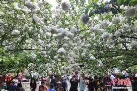 南京绣球花盛开 吸引市民打卡图片