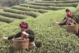 霞浦水门畲族乡茶岗村的茶农们抢摘春茶图片
