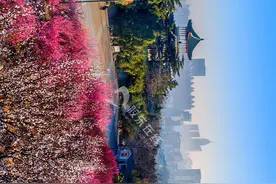 高清组图：山花烂漫 姹紫嫣红——南山公园粉梅绽放图片