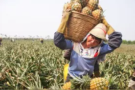 菠萝逆袭成为超级网红，这次荔枝要向菠萝学什么？图片