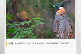 湖湘自然历丨风暖鸟声碎⑧一种掌握了“鸭语”的“鸡”图片