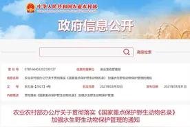 国际珍惜动物保护日④ | 娃娃鱼、乌龟等人工繁育种群不再适用“禁野令”，实行与野外种群不同管理措施图片