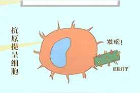 一分钟看懂：疫苗在身体里如何战斗图片
