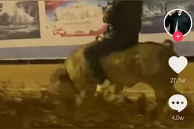 廊坊一男子深夜街头骑猪出行，还悠闲自得地低头玩手机，网友：“二师兄”出巡了图片