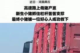 高速上新生小猪拼命抓住栏杆求生，已被救下，网友：大难不死必有后福图片