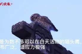 甜齁了！最萌猫头鹰“秀”恩爱原来是这样的……图片