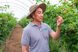 怡颗莓全球副总裁：5年内中国销量要翻三倍，有望成最大市场图片