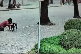 导盲犬查德“迷路”在小区图片