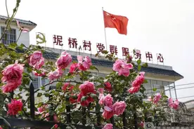 柳东：村委花墙成示范网红 乡村开启自我美颜模式图片