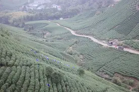 在湖州霞幕山采春茶，感受独特“山场香”图片