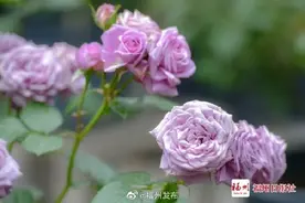 幽香袭来！福州这群“花中皇后”盛放图片