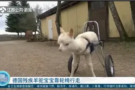 重获新生！德国残疾羊驼宝宝安装“轮椅假肢”，现行走自如视频封面