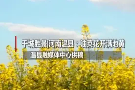 千城胜景｜河南温县：油菜花开满地黄视频封面