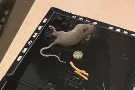 盒马吐司活老鼠事件刚有初步检查结果，又有人在山姆店买到疑被咬过的红薯……图片