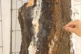 龙眼树“吐”白沫散发臭味，南宁植保部门：或遭虫害视频封面