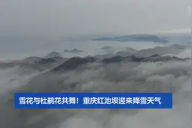 雪花与杜鹃花共舞！重庆红池坝迎来降雪天气视频封面