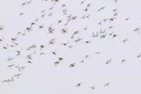 黑龙江兴凯湖：候鸟“回迁”游人同欢图片