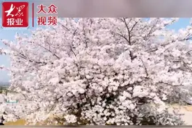 视频｜染井吉野樱大片怒放，迎来最美樱花季图片