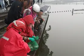 刚刚，一女子在西湖里放生三十来只甲鱼图片