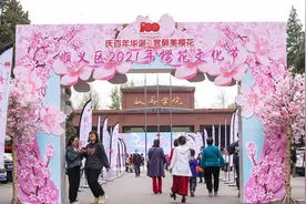 花开好时节！顺义樱花文化节开幕，近500株樱花优雅绽放图片