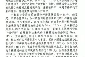 林业站站长砍4棵枯死樟树被起诉！林草局：重点保护植物需依法审批图片