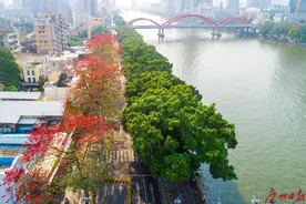 花儿为什么这样红｜开篇看木棉，美图向您征集图片