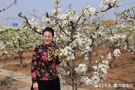 花开齐鲁｜忽如一夜春风来！潍坊安丘青云小镇梨花盛开，静待客来图片