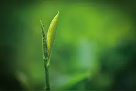 这片树叶，改变了世界图片