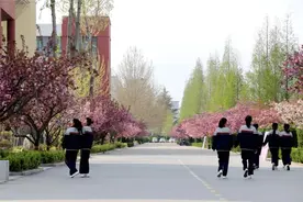 日照市五莲中学迎来了校园最美的樱花季图片