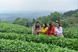茶旅融合 振兴乡村图片