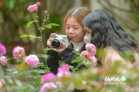 福州：最美月季速速赏 爱心故事慢慢品图片