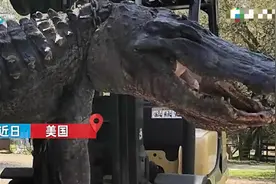 美国男子猎杀400斤鳄鱼送去解剖，打开肚子一看瞬间惊讶不已图片