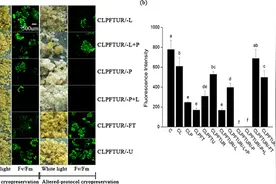 植物超低温保存机理研究获进展图片