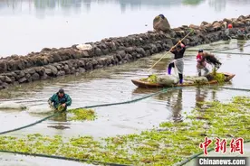 航拍江西仙女湖“生态浮床”净化水环境图片