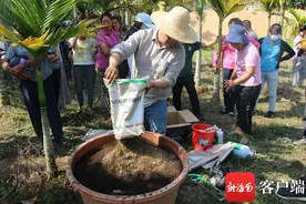 三亚举行槟榔病虫害防治技术培训 提高村民槟榔种植技能图片