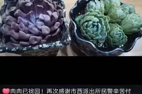 多肉植物被盗 滨州公安4小时破案追赃图片