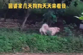 女子婚后住婆家，娘家狗子每天都来找她，网友：想看你过得好不图片