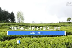 农历三月三：地菜鸡蛋已沸腾 茶乡擂茶正飘香视频封面