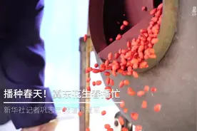播种春天！冀东花生春播忙视频封面