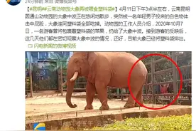 昆明一动物园大象再被喂食塑料袋，目前大象已将塑料袋排出图片