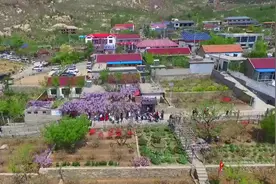 诗画山东｜临沂费县：紫藤挂云木，花蔓宜阳春图片